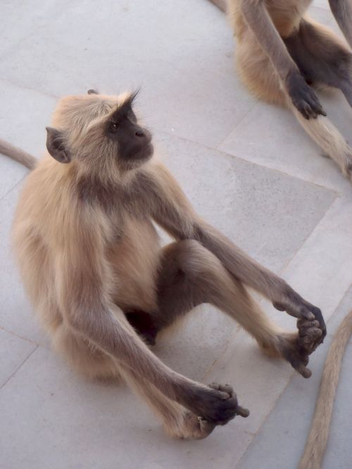 monkey india animal