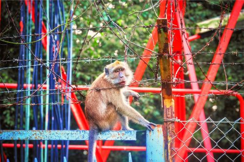monkey animal chainlink
