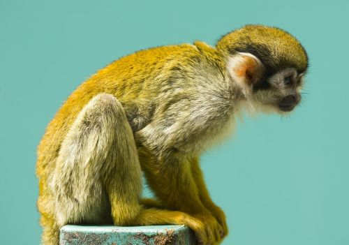 monkey squirrel primate