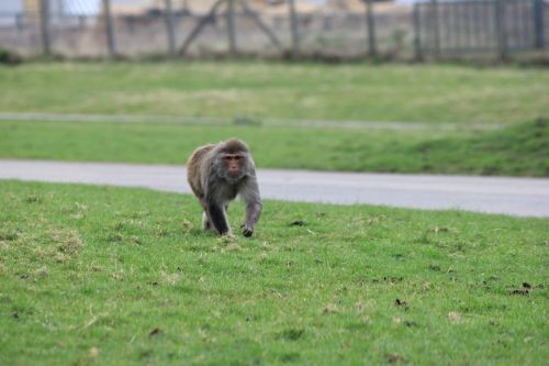 monkey rhesus monkey monkey walk