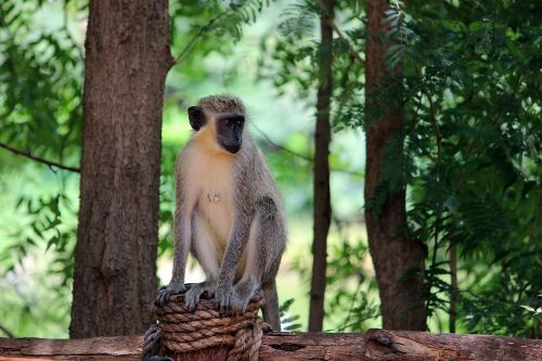 monkey nature chimpanzee