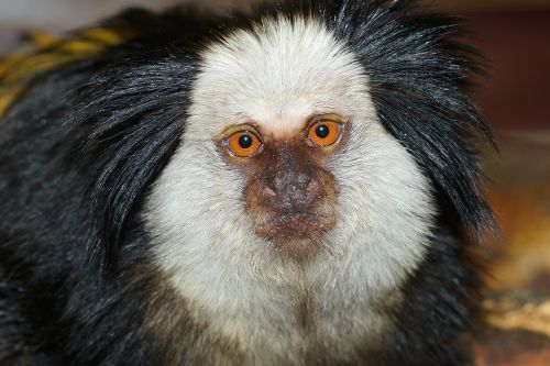 monkey affenkopf portrait