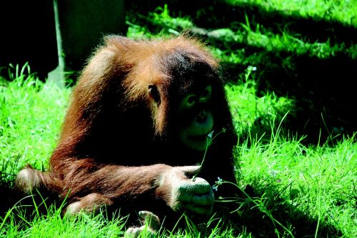 monkey zoo orang utan