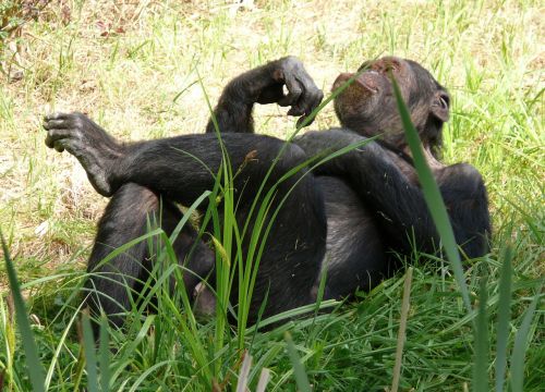 monkey chimpanzee relaxed