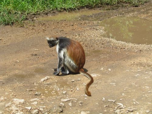 monkey africa nature