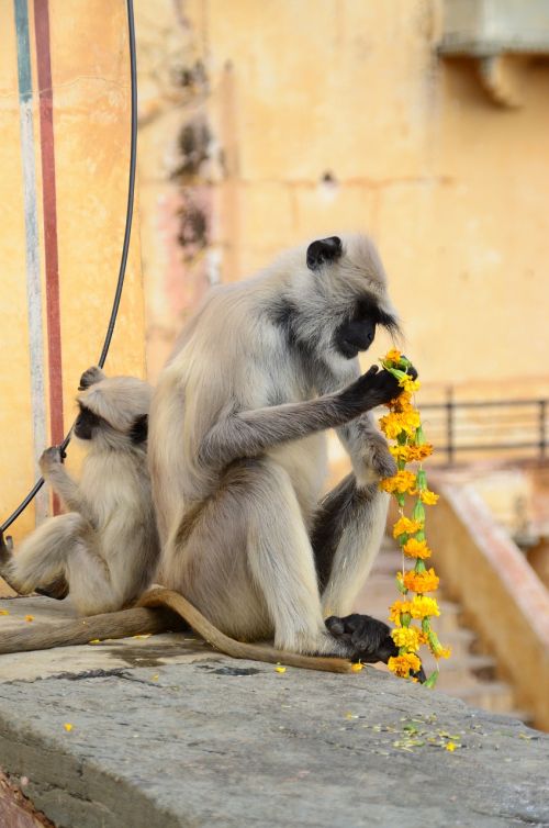 monkey flowers food