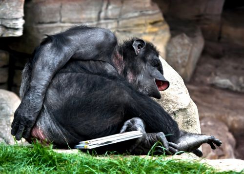 monkey laugh chimpanse