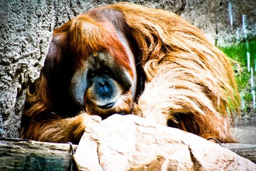 monkey thoughtful hairy