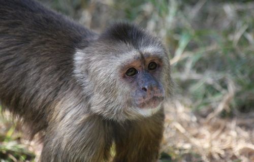 monkey sitting wildlife