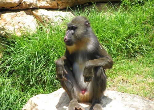monkey baboon sitting