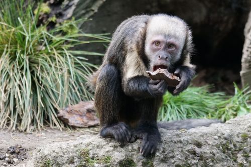 monkey food