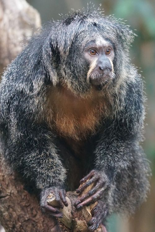 monkey observing zoo