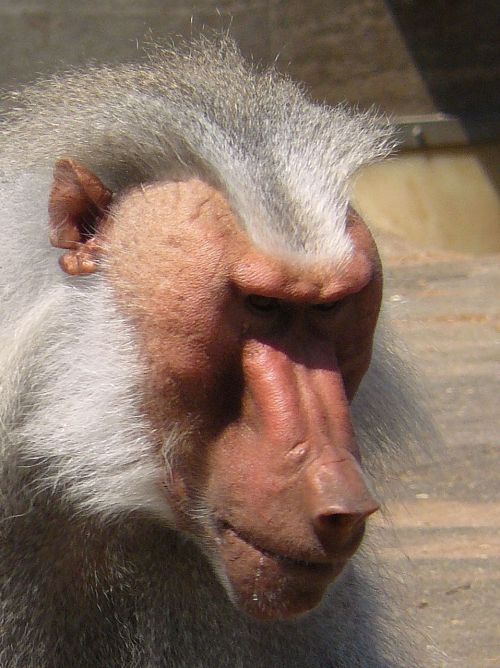 monkey baboon animal