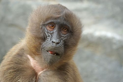 monkey dschelada mammal