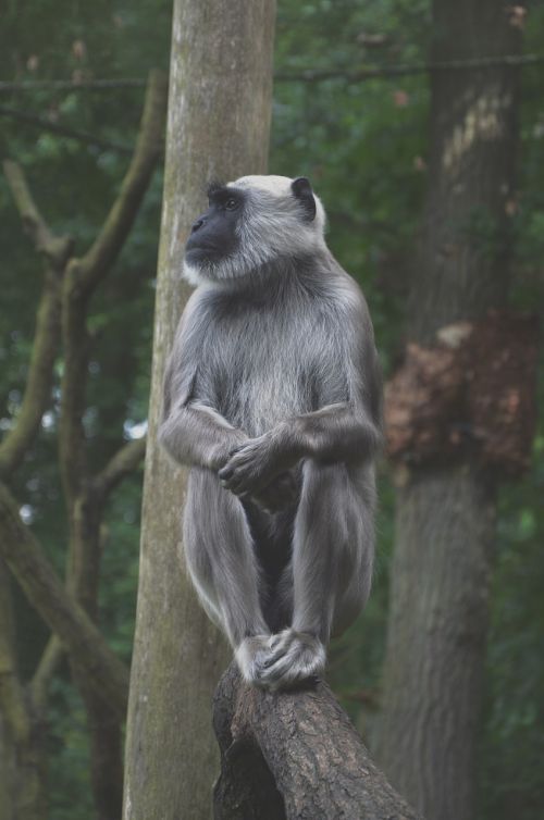 monkey wood sit