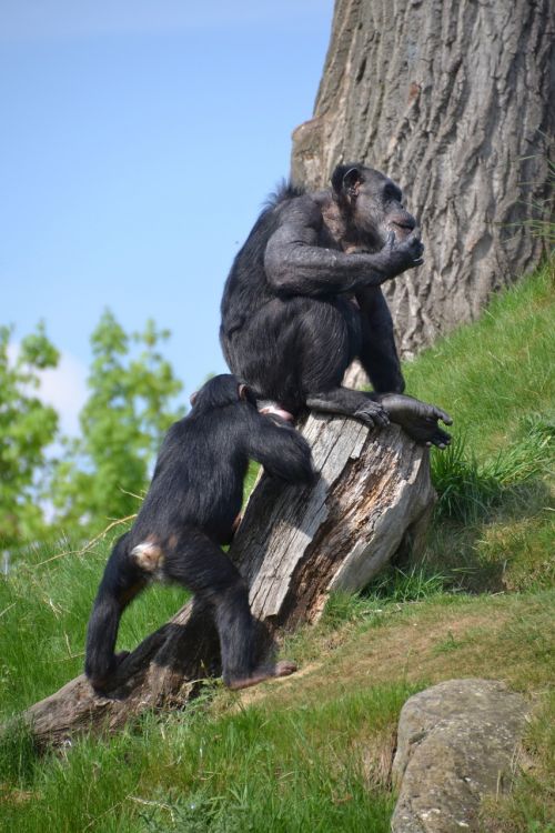 chimpanzee monkey apes