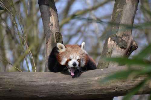 red panda panda less pander
