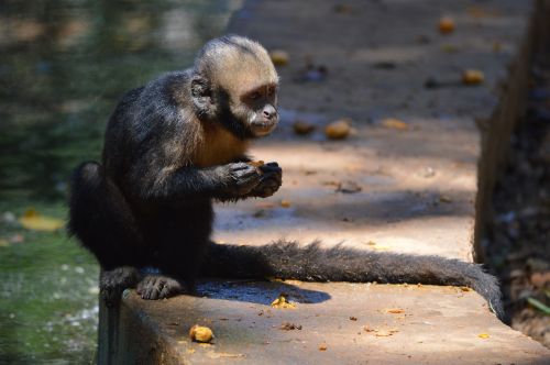 monkey animals salvador