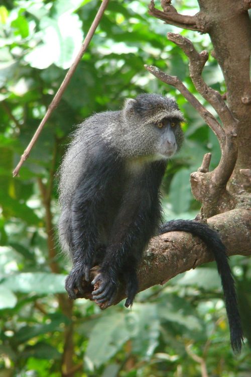 monkey tanzania animal