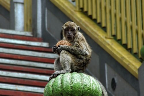 monkey protect sit