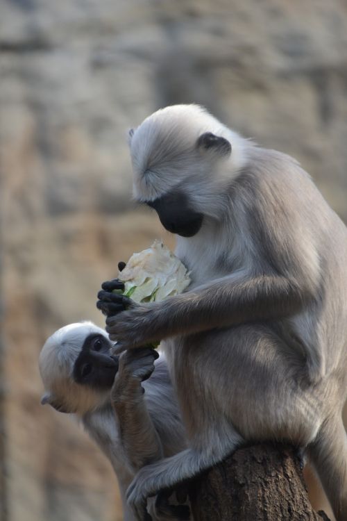 monkey animal zoo