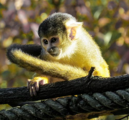 monkey capuchin close