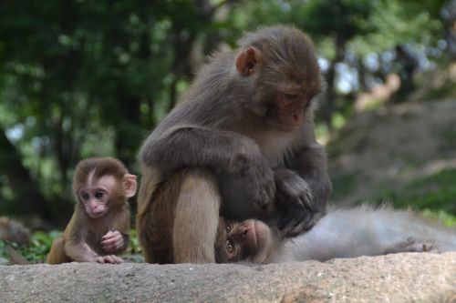 monkey baby monkey nut monkey child