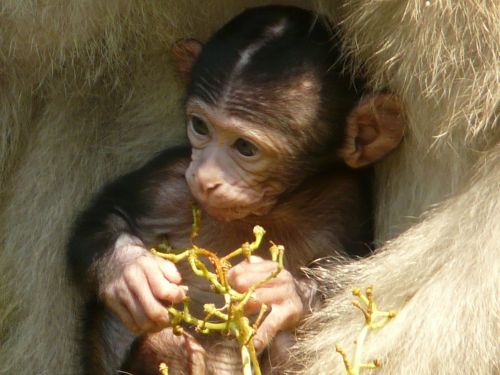 monkey baby monkey mountain monkey