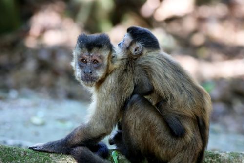 monkey nails feeding primate
