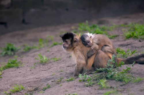 monkey with baby monkey with child monkey child