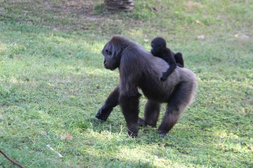 monkeys gorillas animals