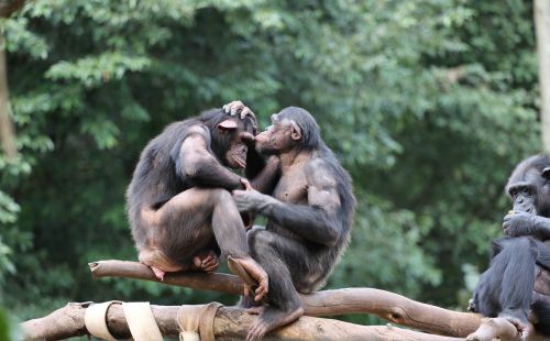 monkeys chimpanzees savages