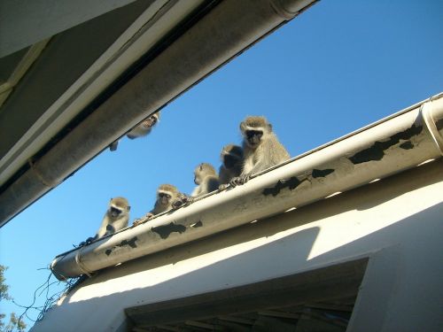 monkeys roof young