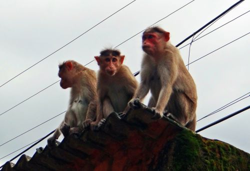 monkeys animal western ghats