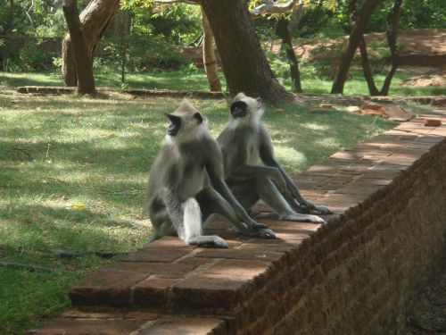 monkeys monkey family sri lanka