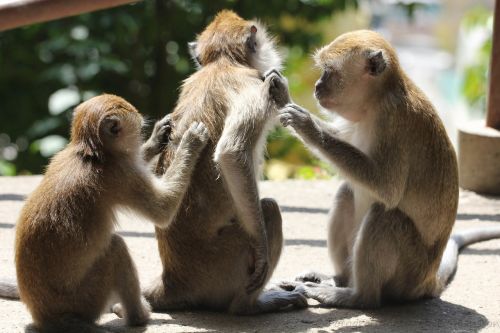 monkeys 3 itches