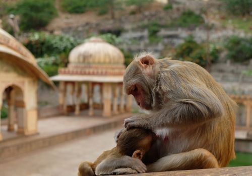 monkeys temple india