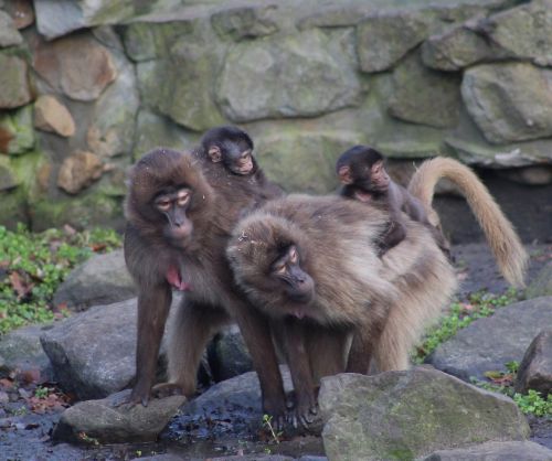 monkeys wildlife zoo