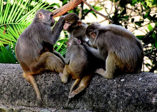 monkeys  animals  nature