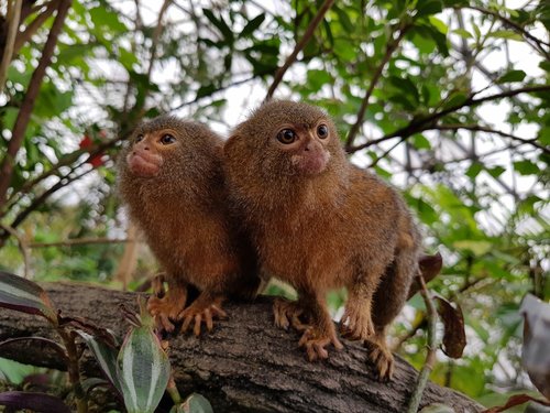 monkeys  rainforest  wildlife