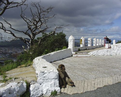 monkeys gibraltar animals