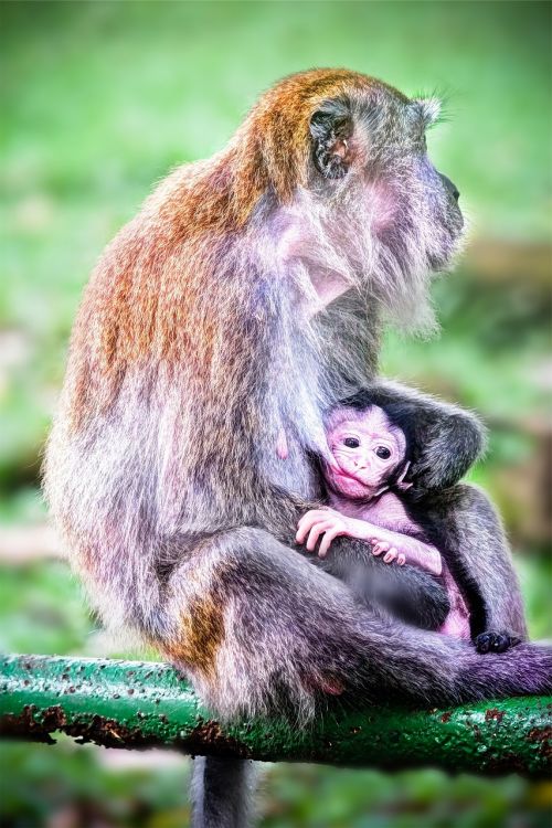 monkeys animals baby