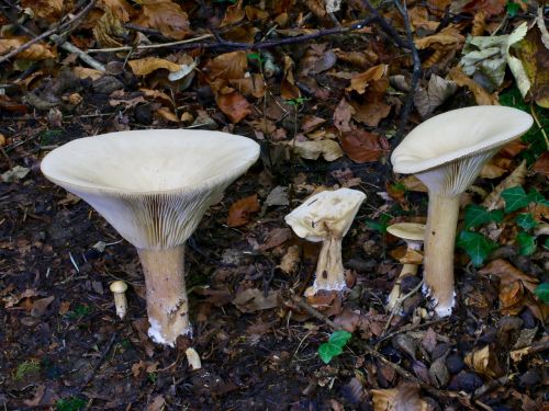monk's cap mushroom autumn