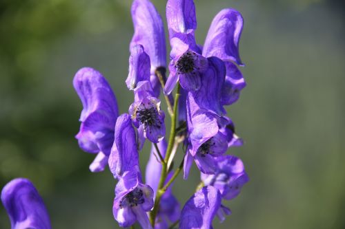 monkshood wild flower purple