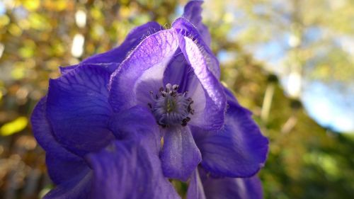 monkshood plant blue