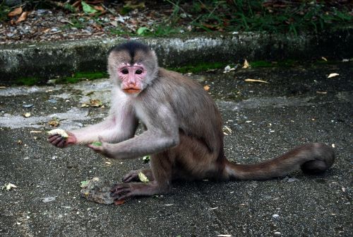 mono monkeys nature