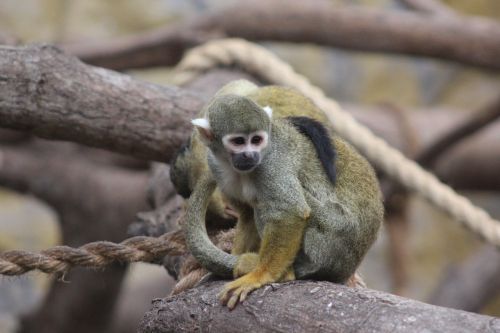 mono wild life primates