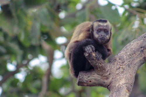 mono primates tree