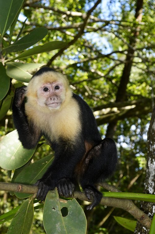 mono  monkey  animal
