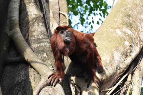 mono colorao primate monkey
